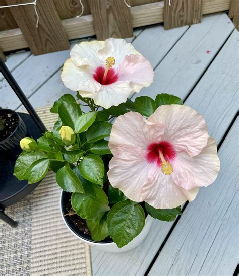 custom how to use a moisture meter forpotted hibiscus plants|how to winterize potted hibiscus.